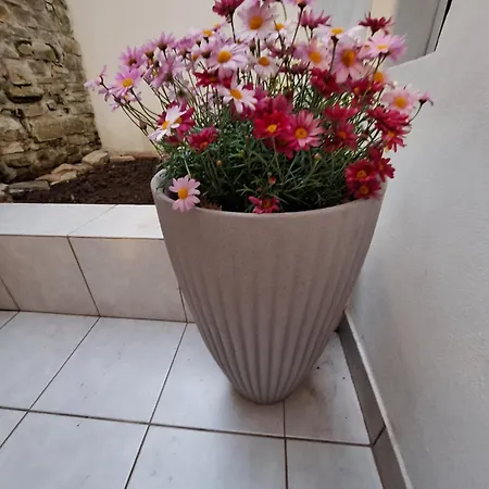 Apartma Danica بيران